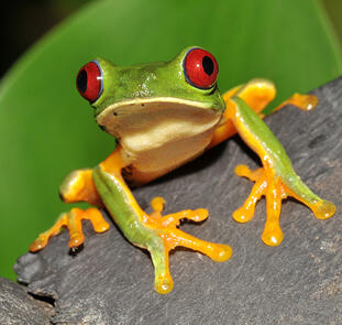 Costa Rica - Vom Ruf des Regenwalds zur Ruhe am Strand