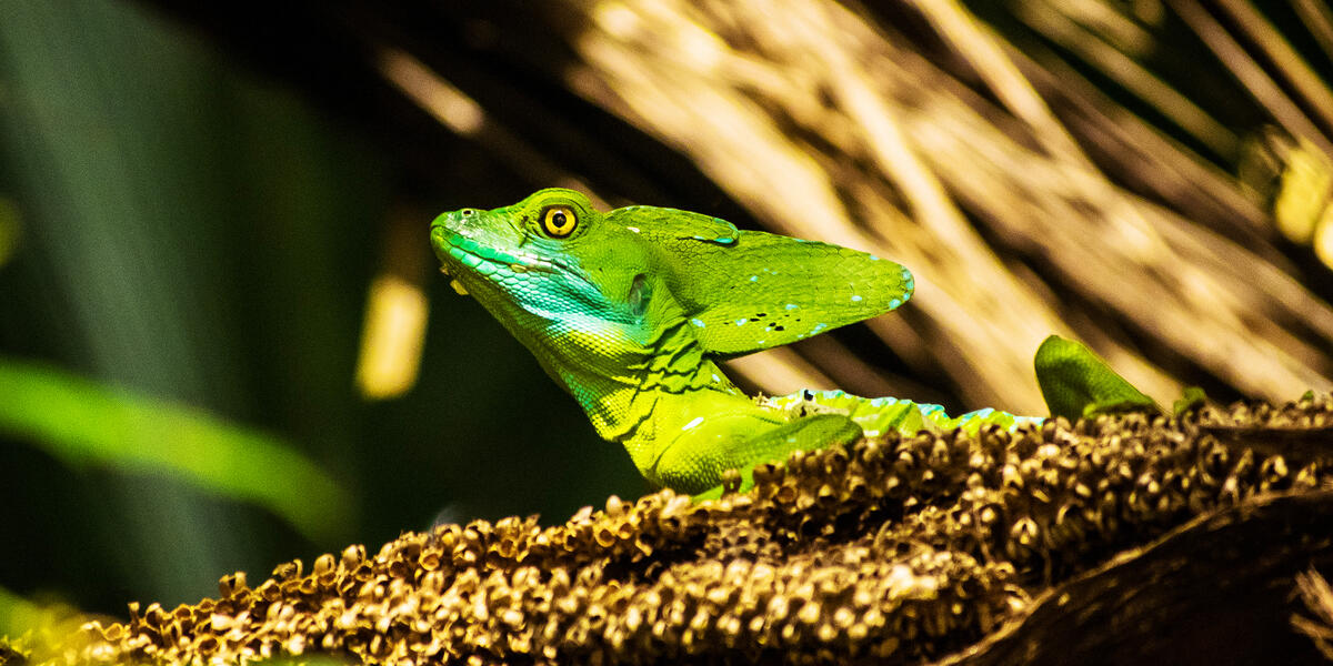 Costa Rica und Nicaragua - Naturschätze und Kulturerbe 2026