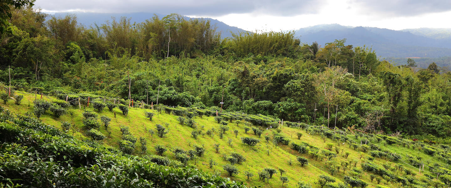 Naturparadies Borneo