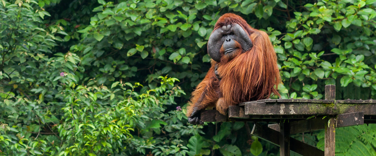 Multikulturelles Malaysia und Borneo