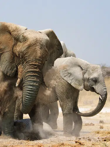 Namibia - Atlantik, Dünen und wilde Tiere