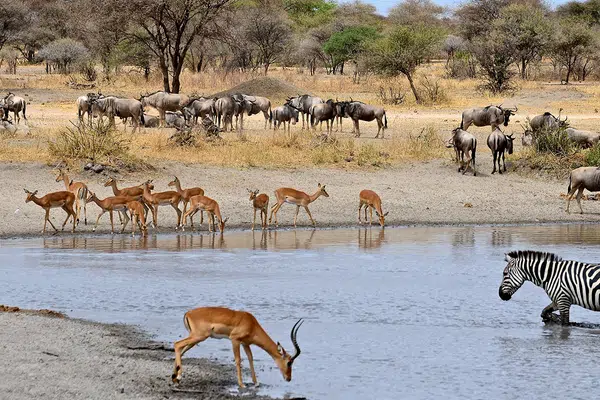 Südafrika - freie Wildnis und Indischer Ozean