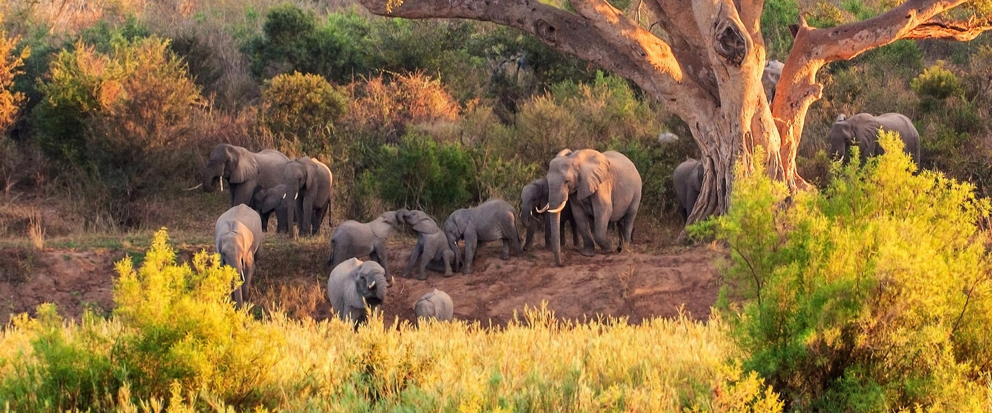Rooibos Rhapsodie - Teezeit in Südafrika