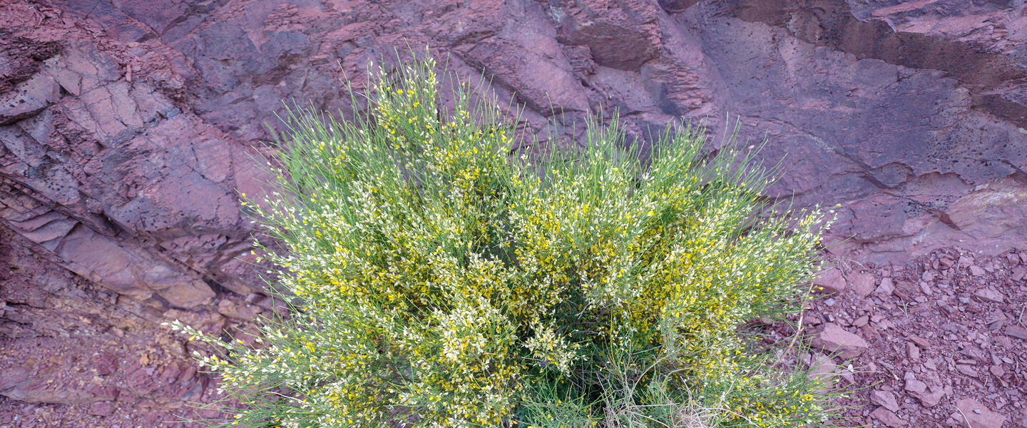 Rooibos Rhapsodie - Teezeit in Südafrika