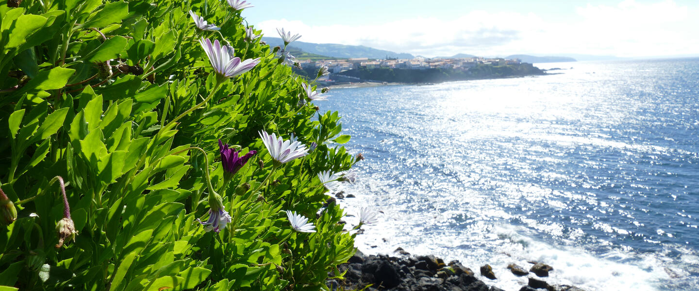 Azoren ─ schöne Grüne im Atlantik