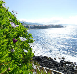 Azoren ─ schöne Grüne im Atlantik