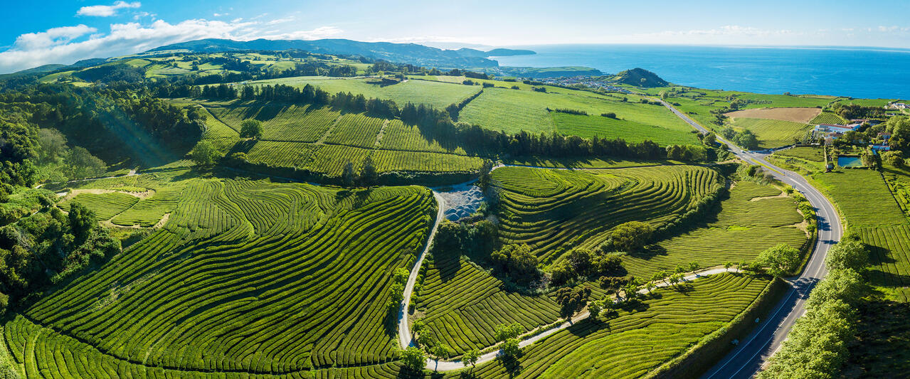 Teezauber auf den Azoren: Naturwunder und Teegenuss