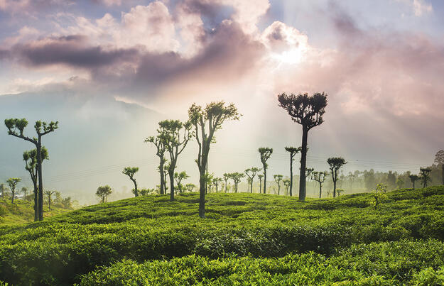 Sri Lanka - im Reich des Ceylon-Tees