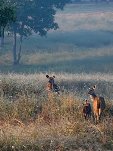 Indien - wo die wilden Tiere wohnen