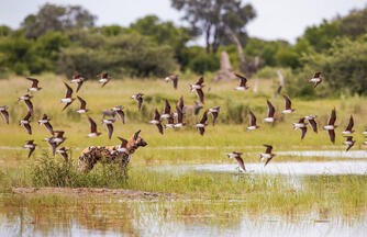 Botswana und Simbabwe - Donnernder Rauch und Okavango-Delta