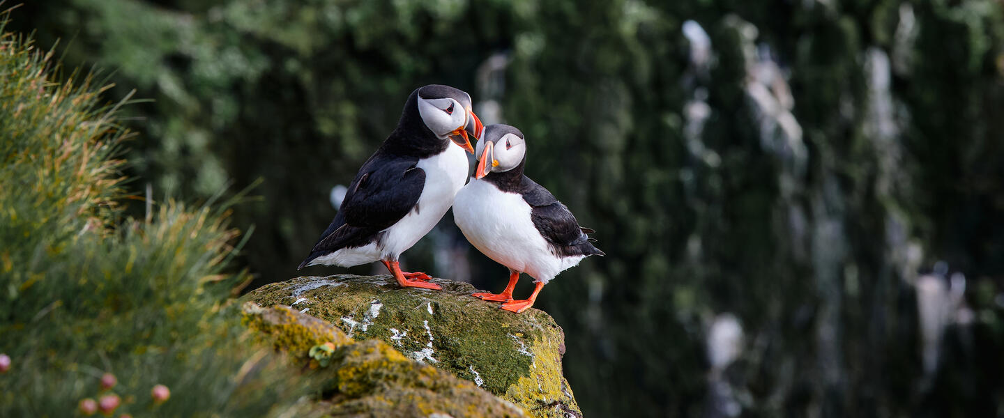 Magie der Westfjorde - Naturwunder am Rande der Welt