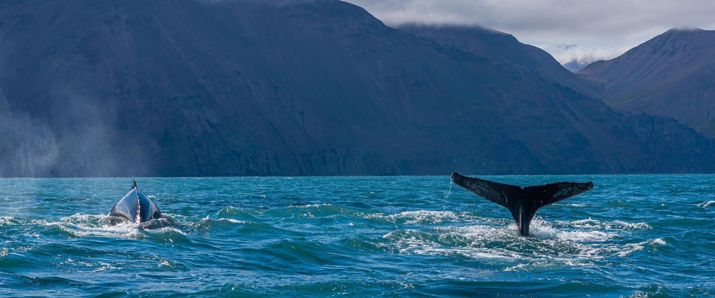 Magie der Westfjorde - Naturwunder am Rande der Welt