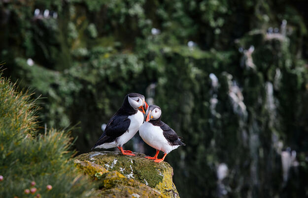 Magie der Westfjorde - Naturwunder am Rande der Welt