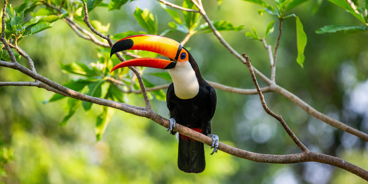 Naturparadies Pantanal