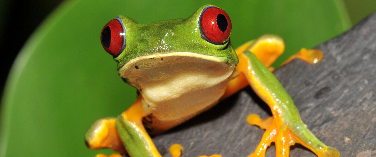 Costa Rica - im Herzen der Natur