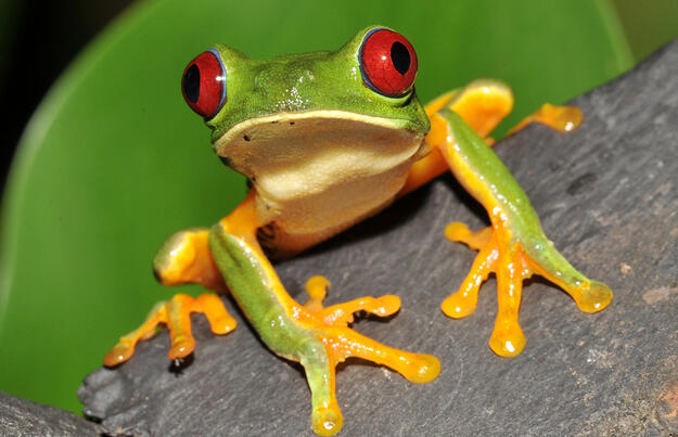 Costa Rica - im Herzen der Natur