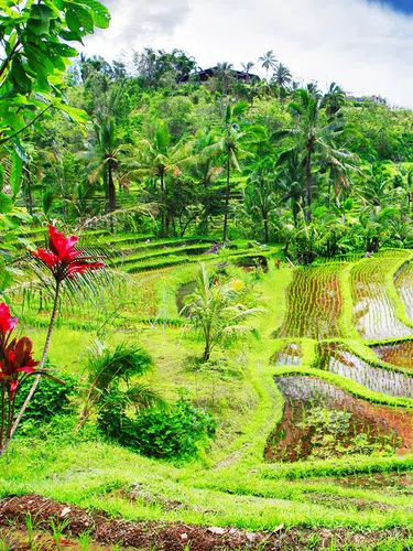 Indonesische Vielfalt auf Sumatra, Java und Bali-Privat