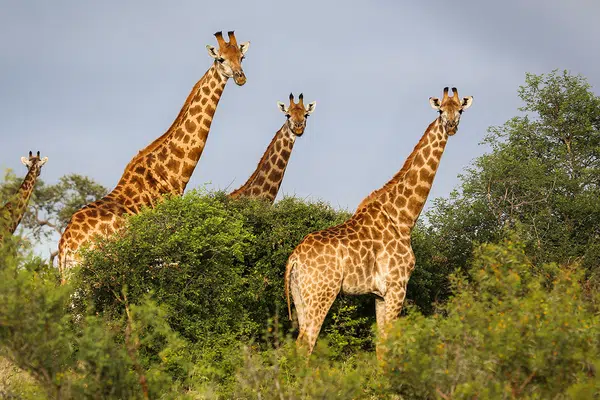 Südafrika: vom Krüger-Nationalpark bis an die Küste