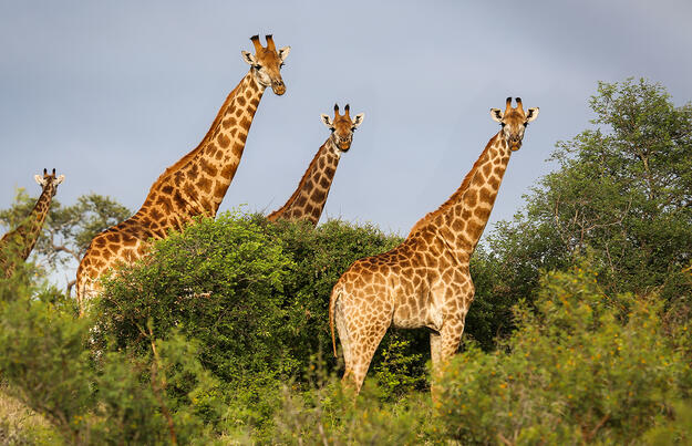 Südafrika: vom Krüger-Nationalpark bis an die Küste