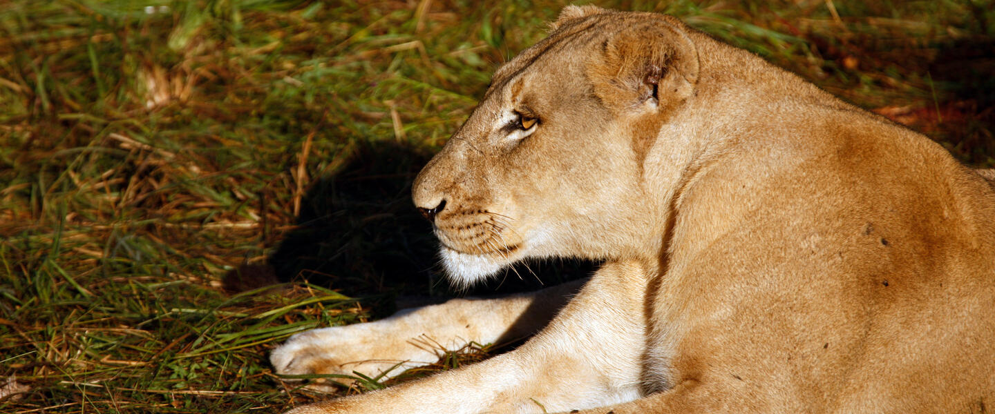 Südafrikas Süden erleben - von Port Elizabeth nach Kapstadt