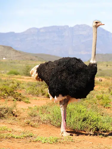 Südafrika ausführlich entdecken für Selbstfahrer