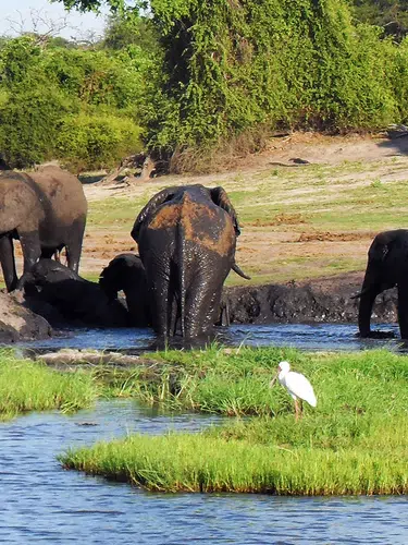 Victoria Falls und Chobe-Nationalpark