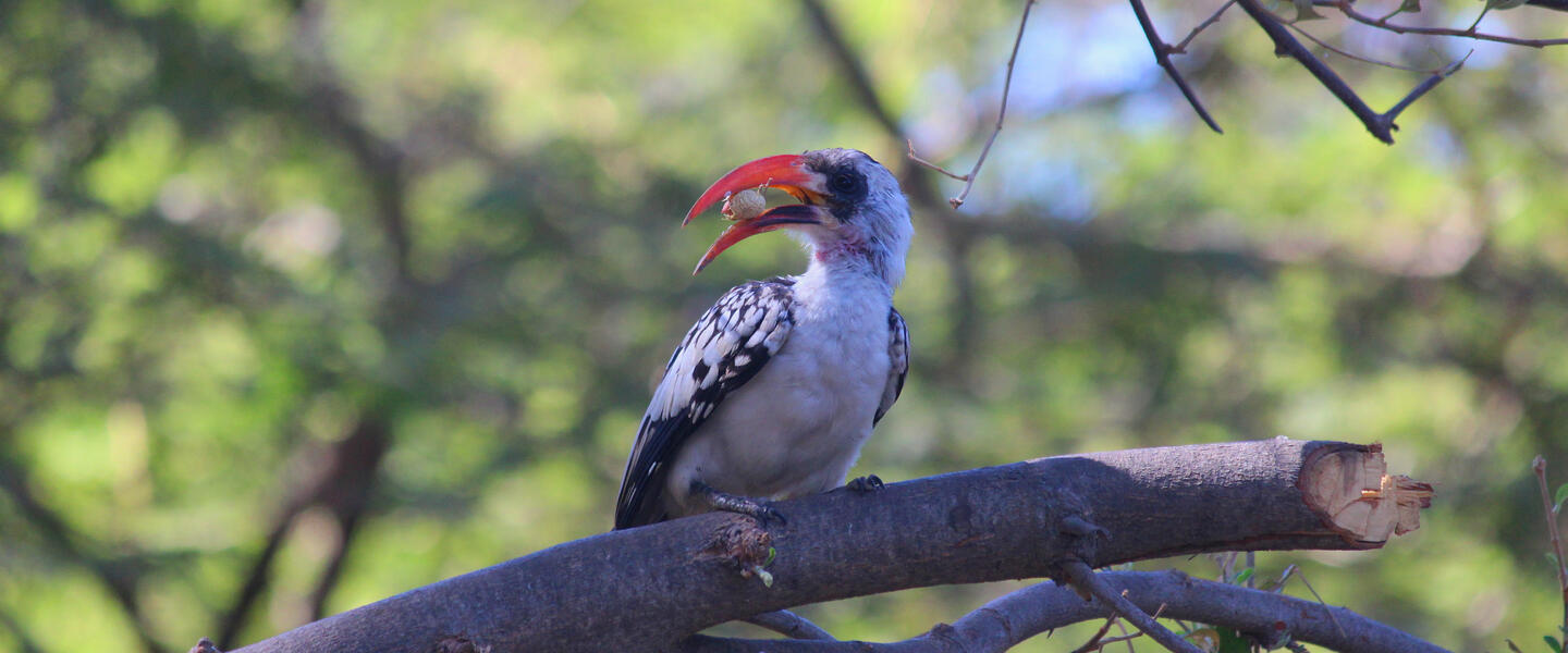 Senegal und Gambia - Westafrika privat erleben Senegal und Gambia - Westafrika privat erleben
